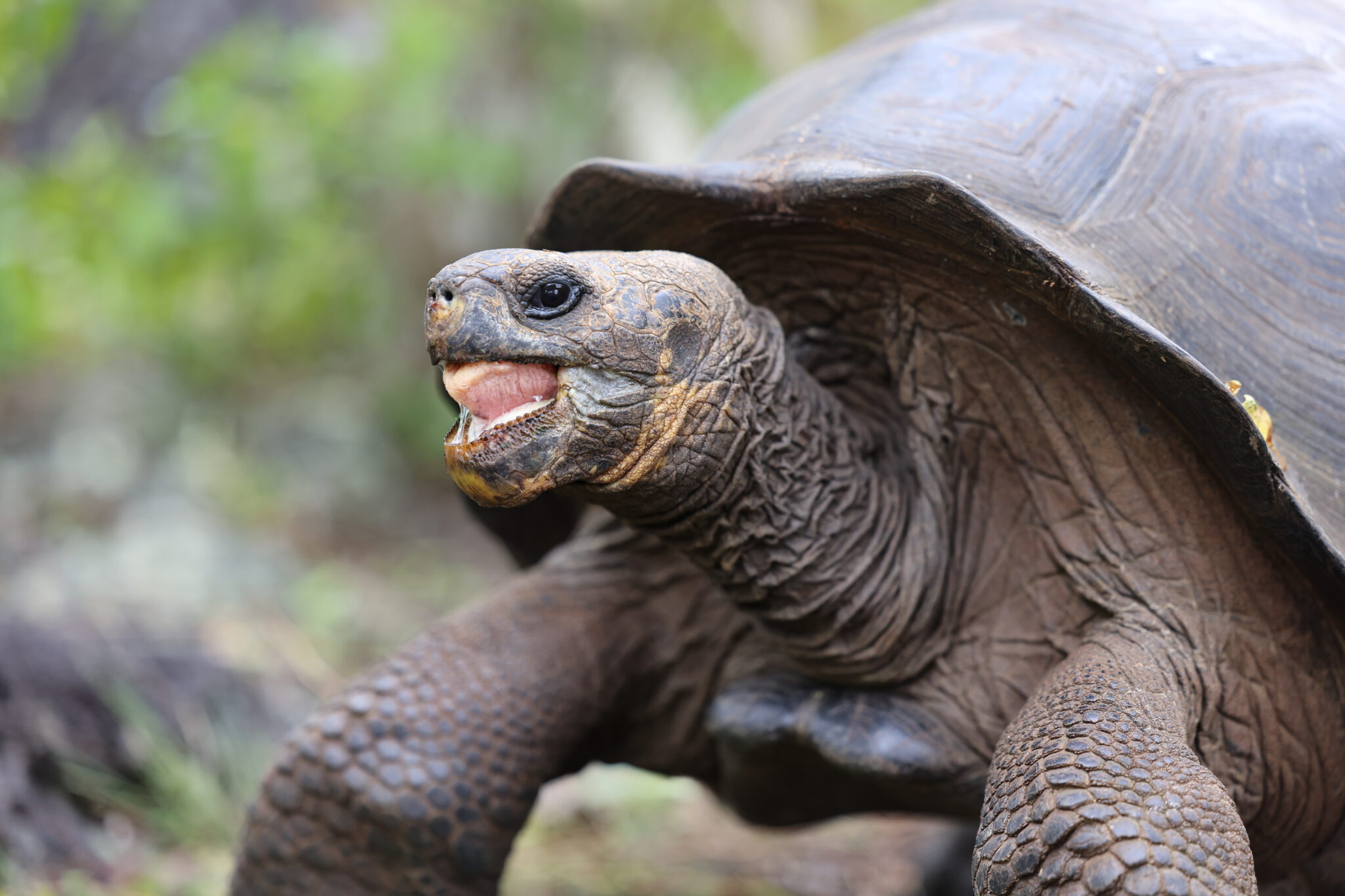 Galápagos Tierwelt und Geologie Sailing Sea Pearl